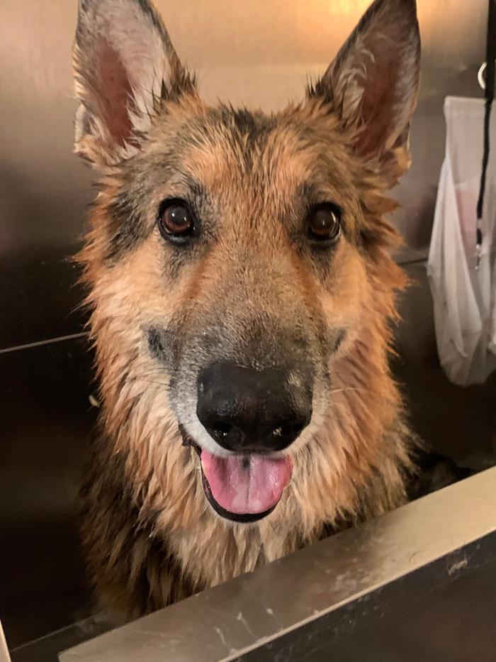 Lulu's Haute Doggie Spa & Pet Services - Folsom, CA