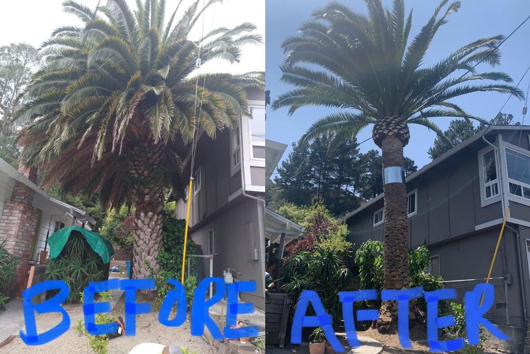 Hernandez Tree and Garden Service - Redwood City, CA