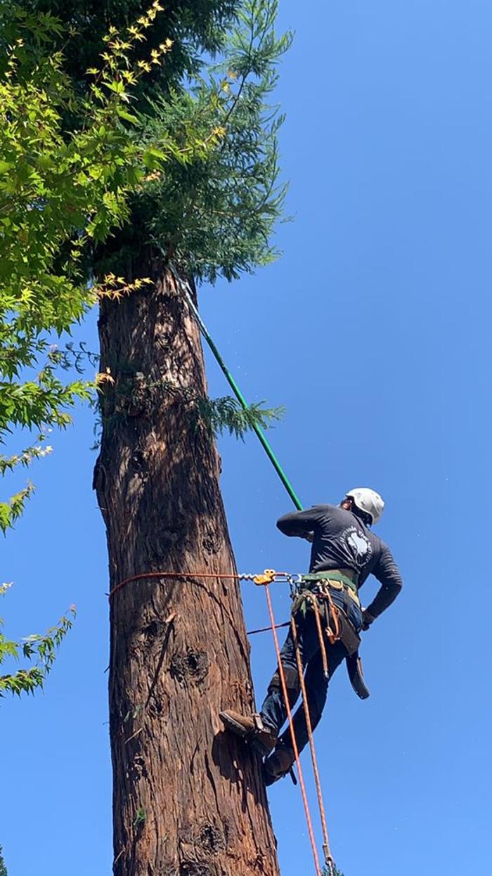 Hernandez Tree and Garden Service - Redwood City, CA