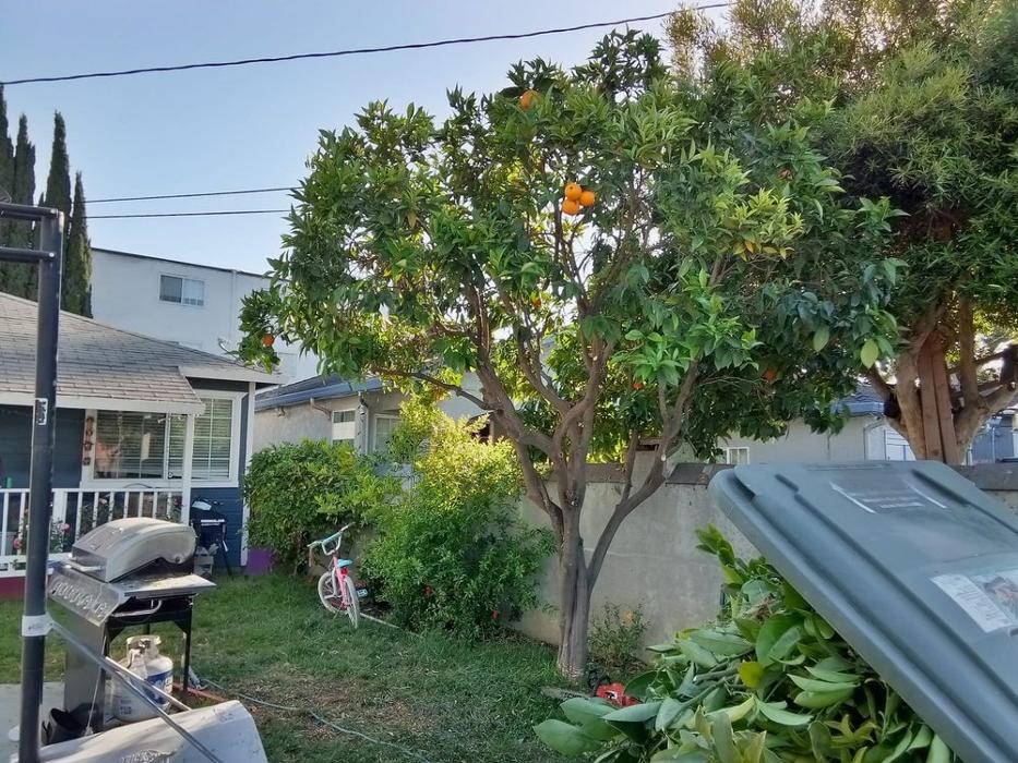 Hernandez Tree and Garden Service - Redwood City, CA