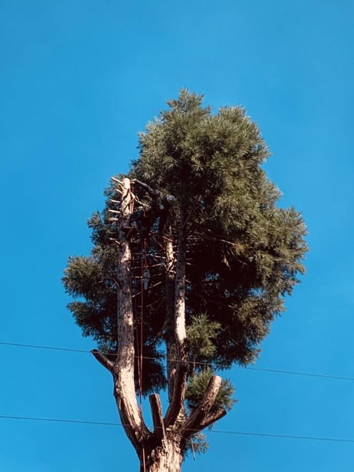Hernandez Tree and Garden Service - Redwood City, CA