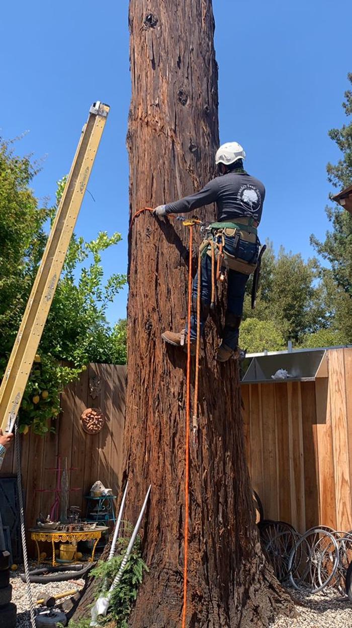 Hernandez Tree and Garden Service - Redwood City, CA