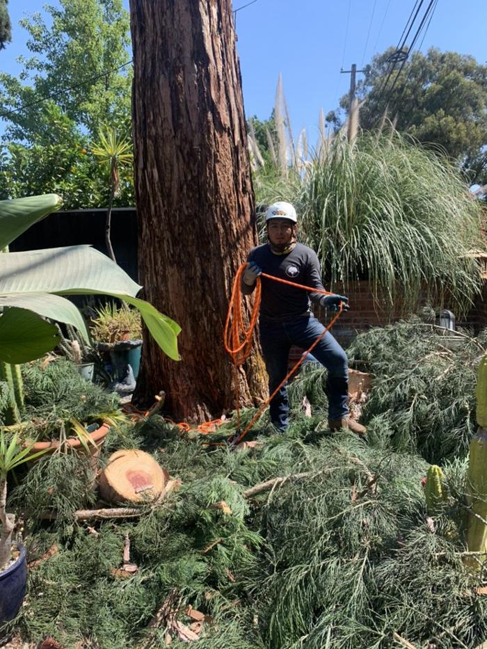 Hernandez Tree and Garden Service - Redwood City, CA