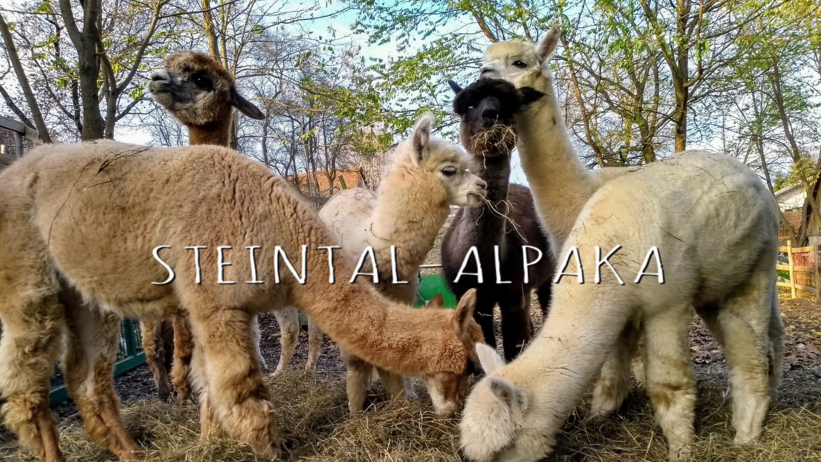 Steintal Alpaka, Größing in Tieschen