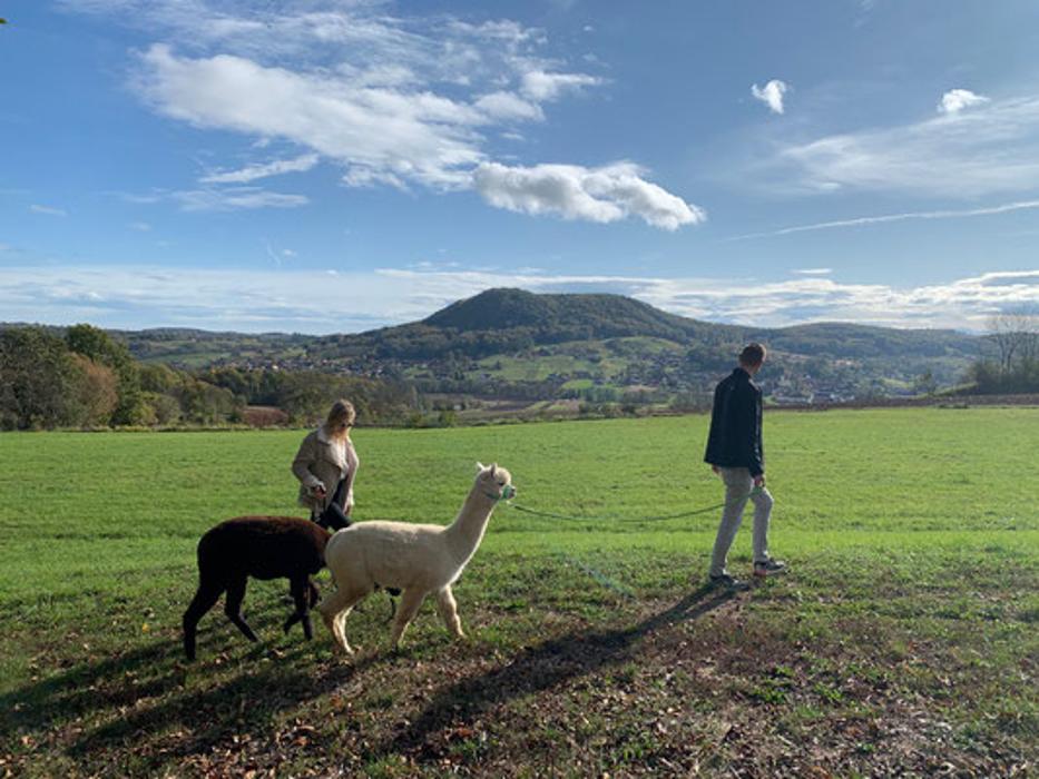 Steintal Alpaka, Größing in Tieschen
