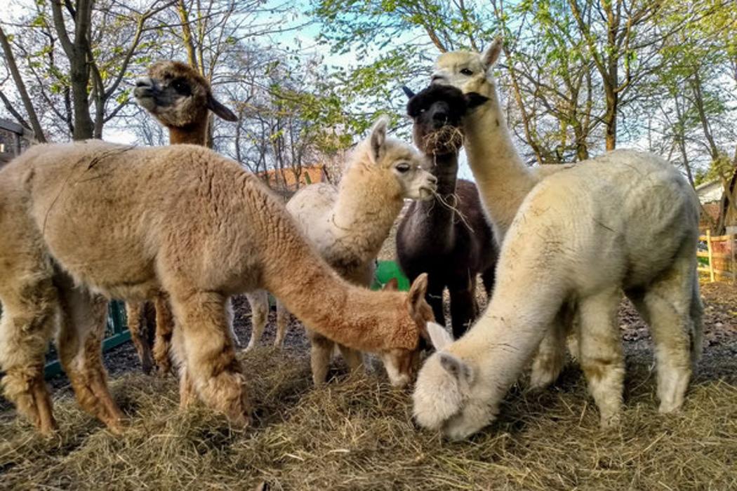 Steintal Alpaka, Größing in Tieschen