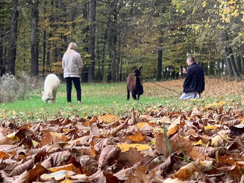 Steintal Alpaka, Größing in Tieschen