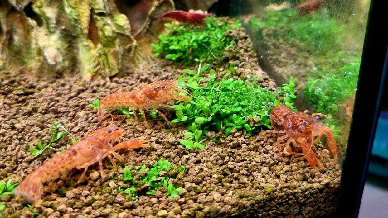 Andy's Wirbellosen Shop, Sandackerring in Deinstedt