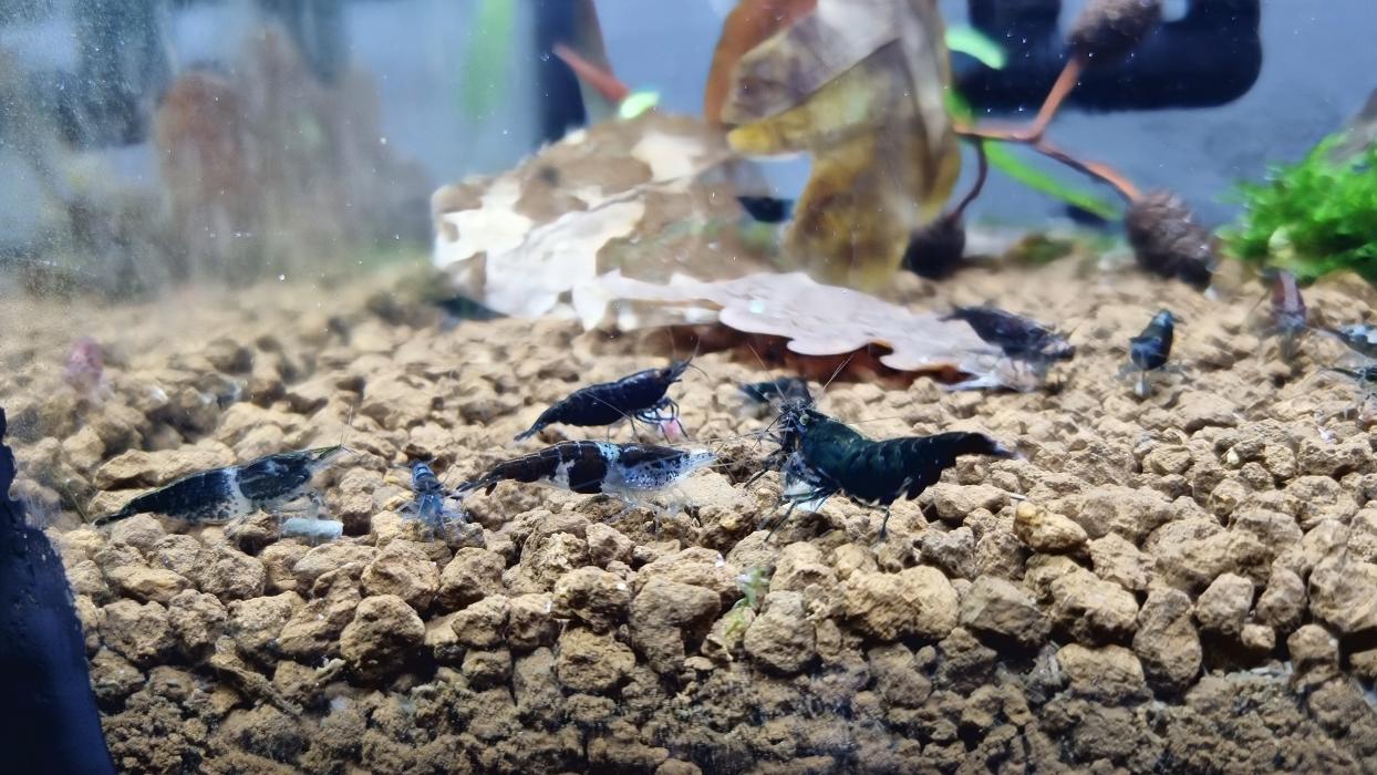 Andy's Wirbellosen Shop, Sandackerring in Deinstedt