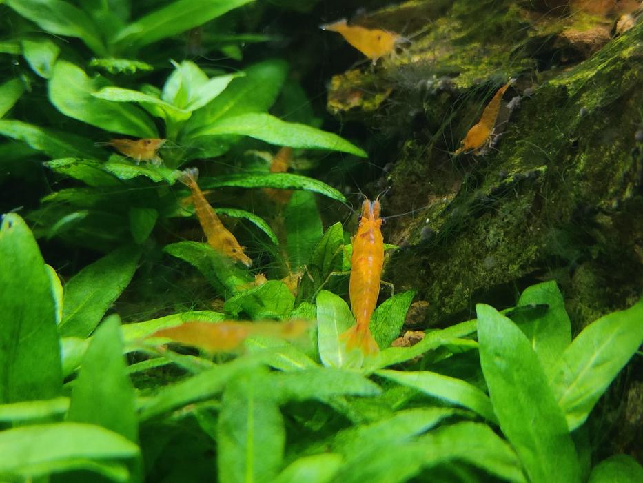 Andy's Wirbellosen Shop, Sandackerring in Deinstedt