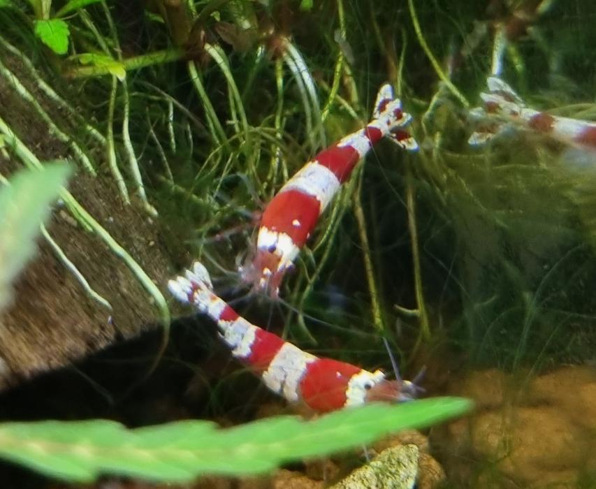 Andy's Wirbellosen Shop, Sandackerring in Deinstedt