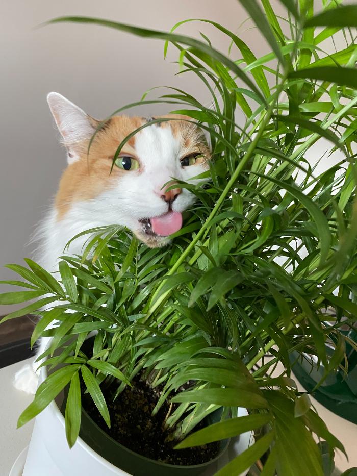 Atlanta Houseplants - Atlanta, GA