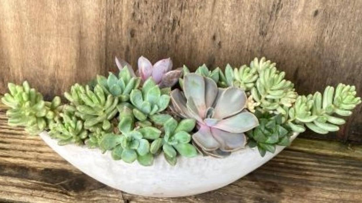 Atlanta Houseplants - Atlanta, GA