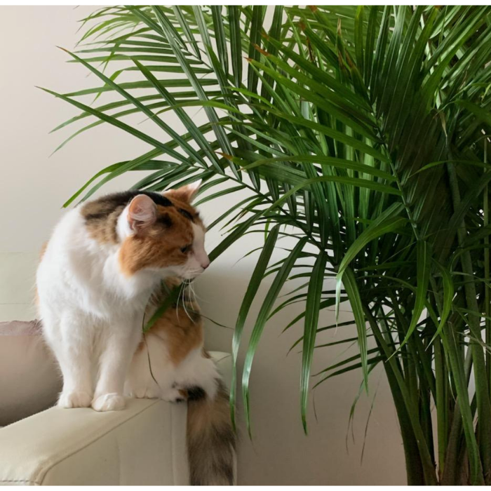 Atlanta Houseplants - Atlanta, GA