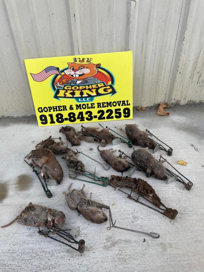 Gopher king LLC - Council Hill, OK
