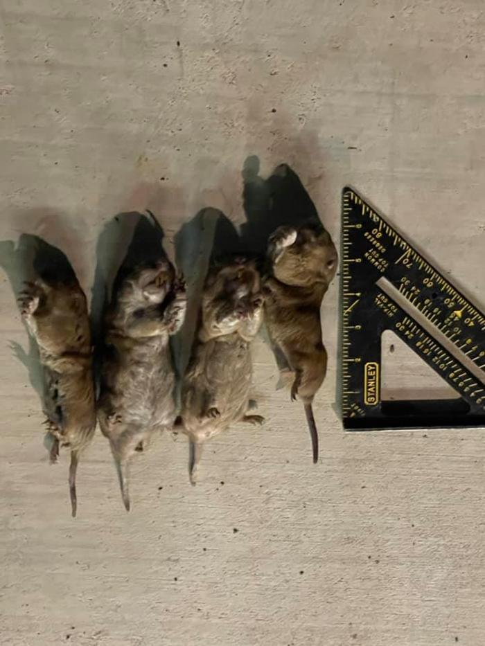 Gopher king LLC - Council Hill, OK