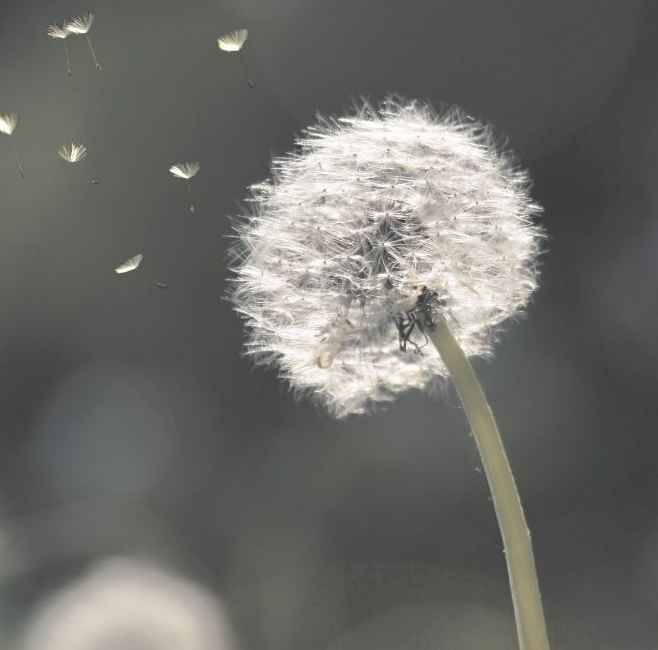 Julias-Blumenwelt in Offenbach am Main