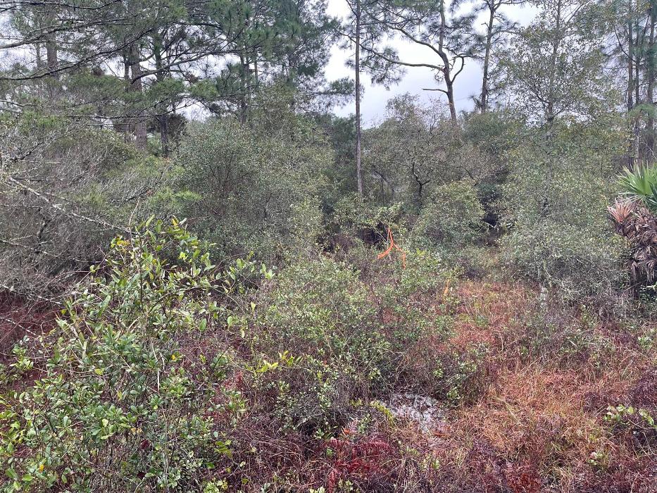 Xpress Land & Tree Management LLC - Ormond Beach, FL