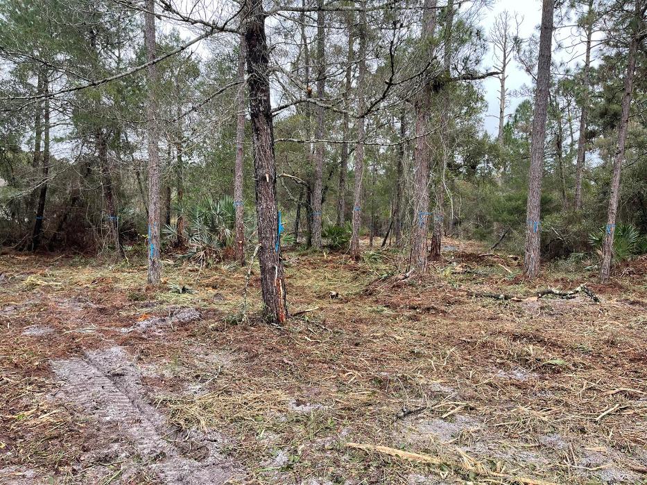 Xpress Land & Tree Management LLC - Ormond Beach, FL
