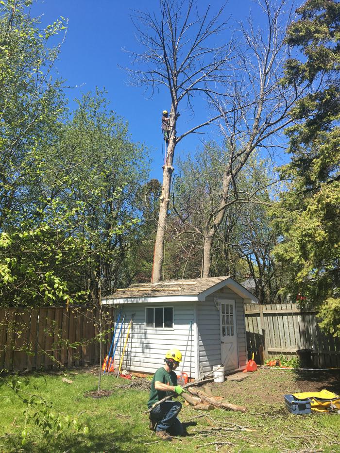 Vital Tree Care
