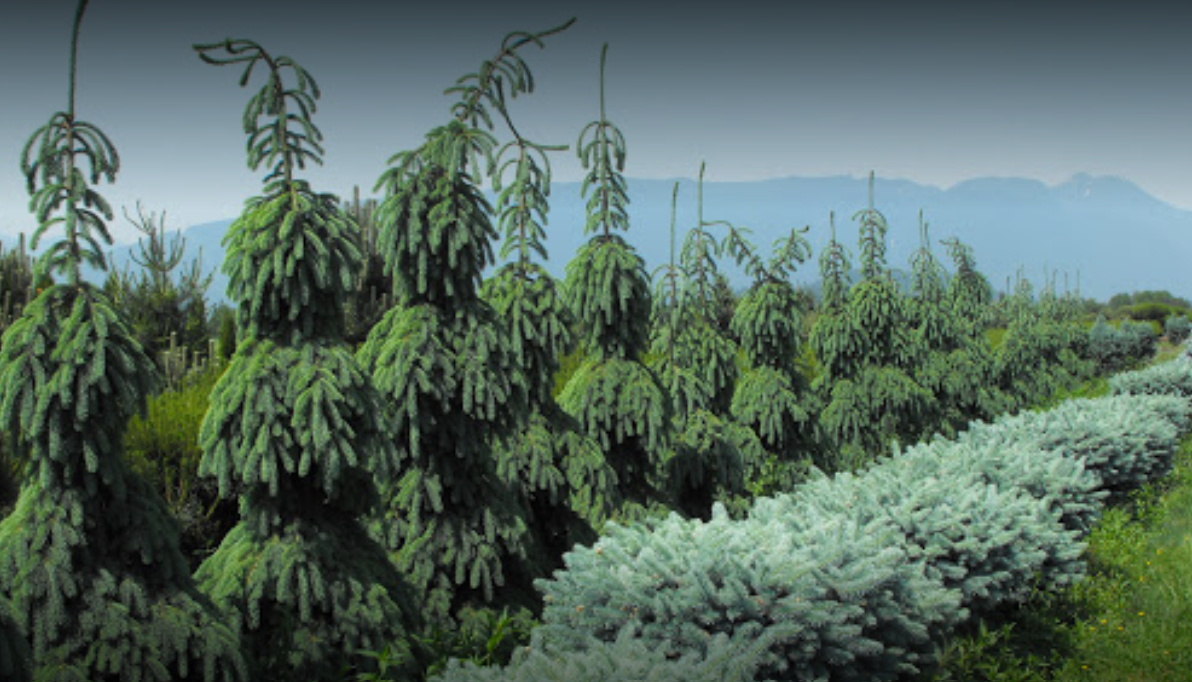 Specimen Trees Wholesale Nurseries Ltd Pitt Meadows (604)465-7122