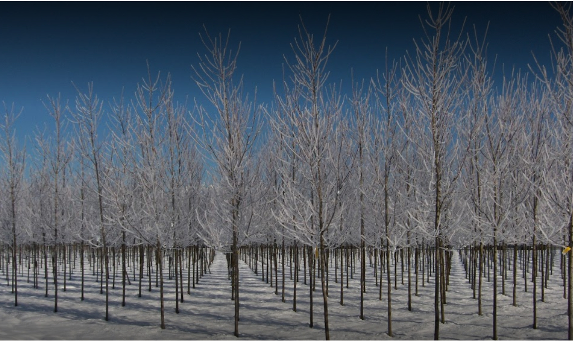 Specimen Trees Wholesale Nurseries Ltd Pitt Meadows (604)465-7122