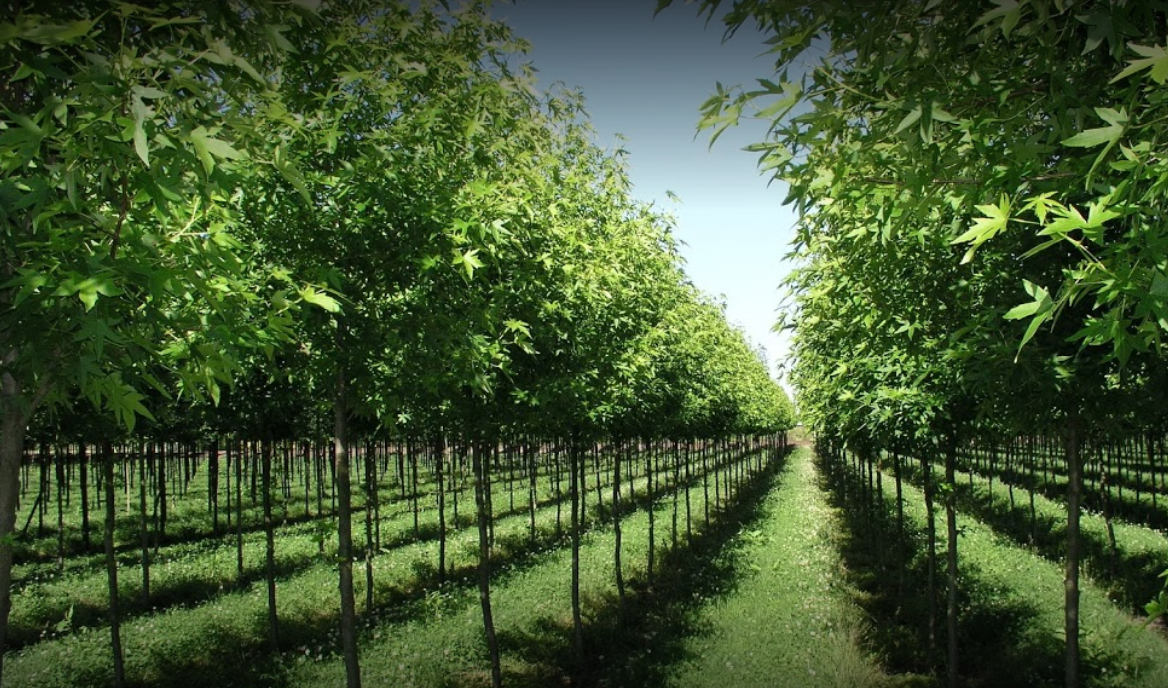 Specimen Trees Wholesale Nurseries Ltd Pitt Meadows (604)465-7122