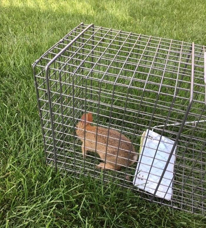 Gunning Wildlife Removal & Pest Control