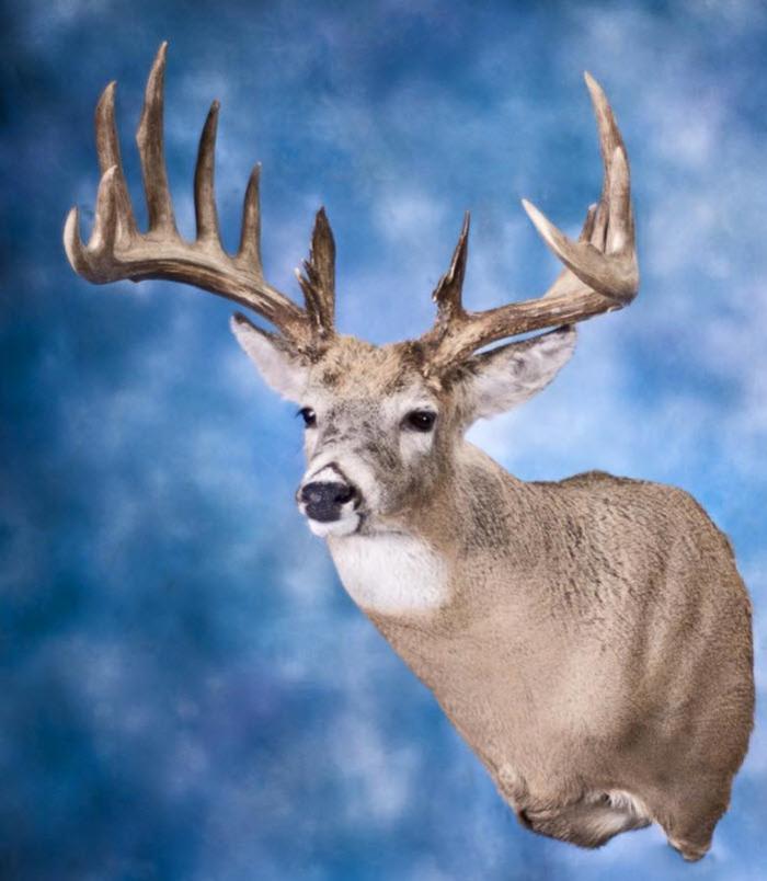 Alberta Taxidermy Studios Ltd