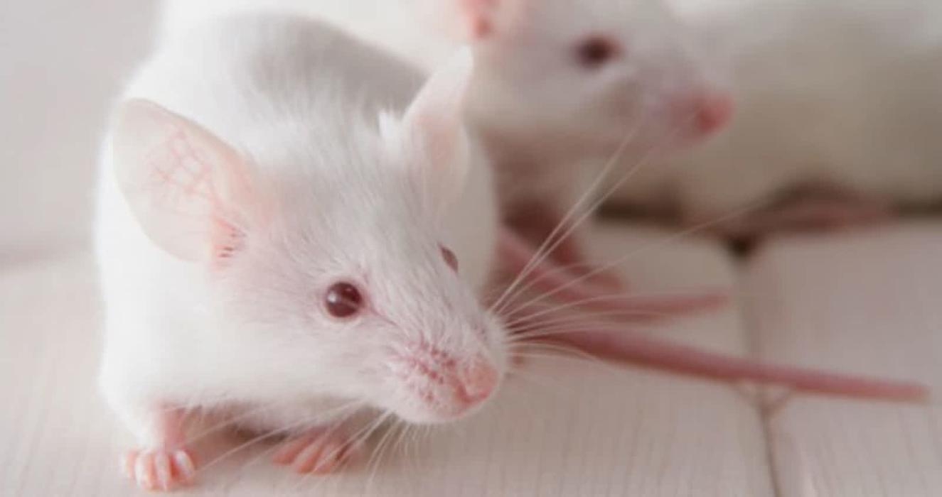 Pacific Coastal Pest Control Ltd