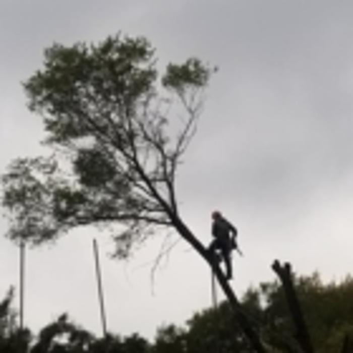 Timberjack Tree Service