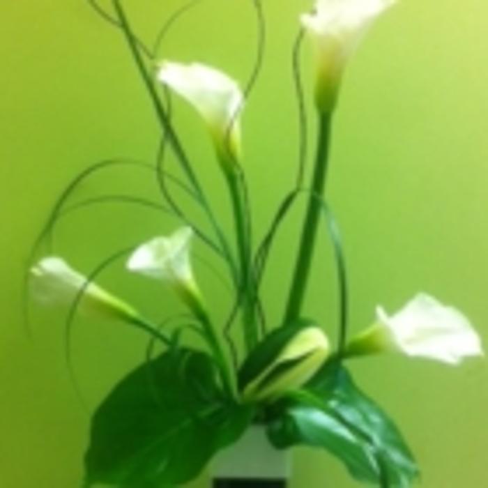 Fleurs O Max, 13303 Rue Sherbrooke Est, Pointe Aux Trembles, QC