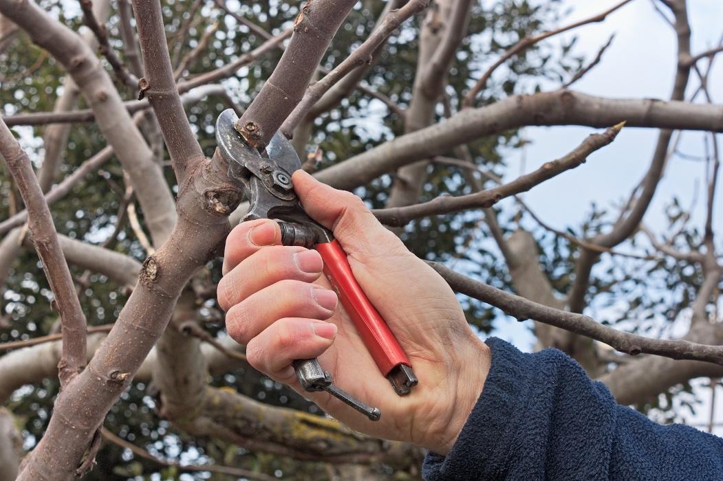 Brantford Tree Service