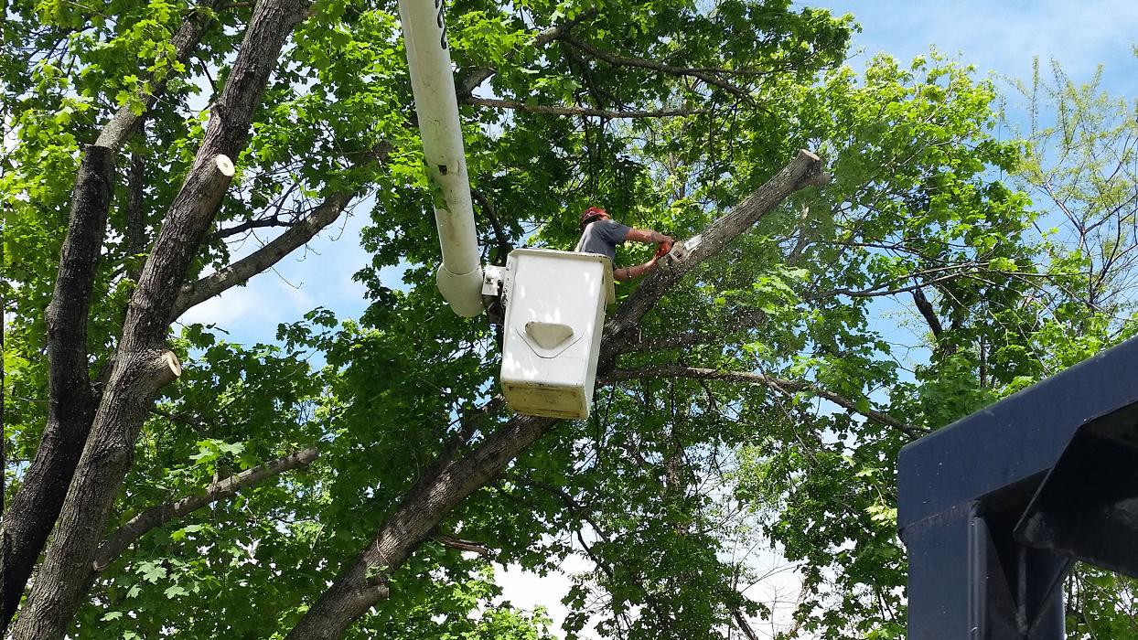 Tomahawk Tree Services Ltd