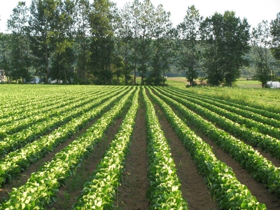 Les Maraichers Potvin Inc Métabetchouan-Lac-à-la-Croix (418)349-8125