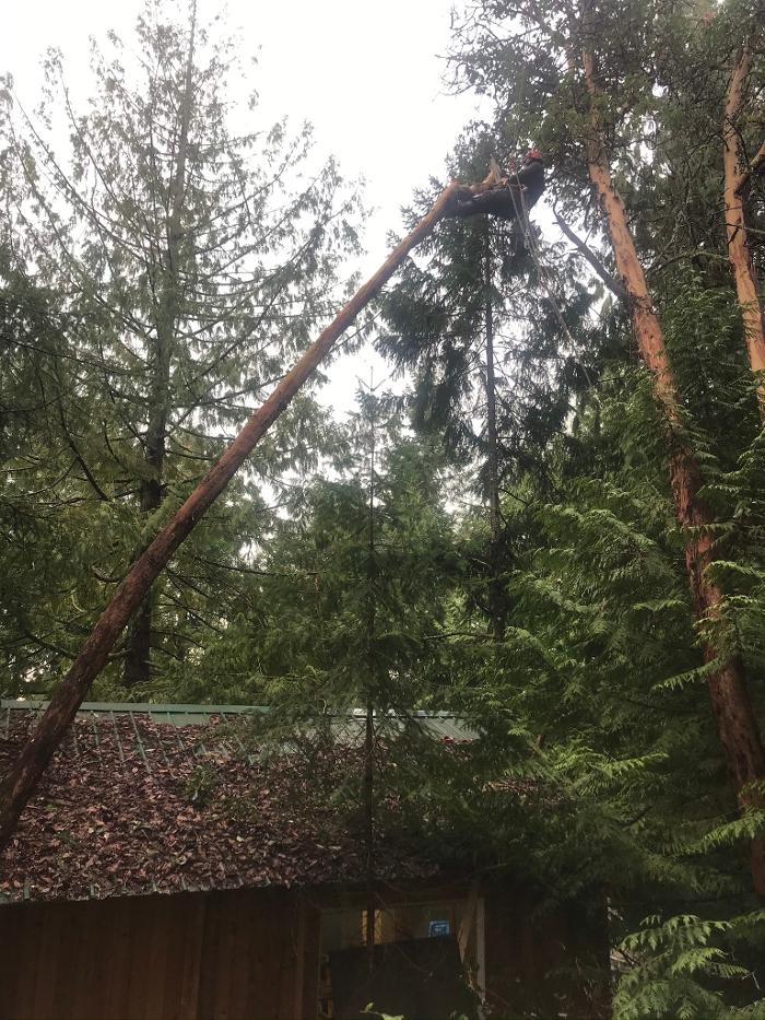 Onsight Tree Services
