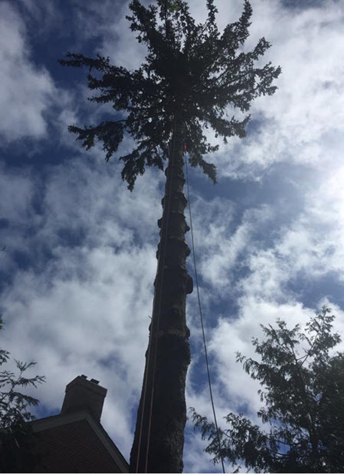 O'Brien tree services