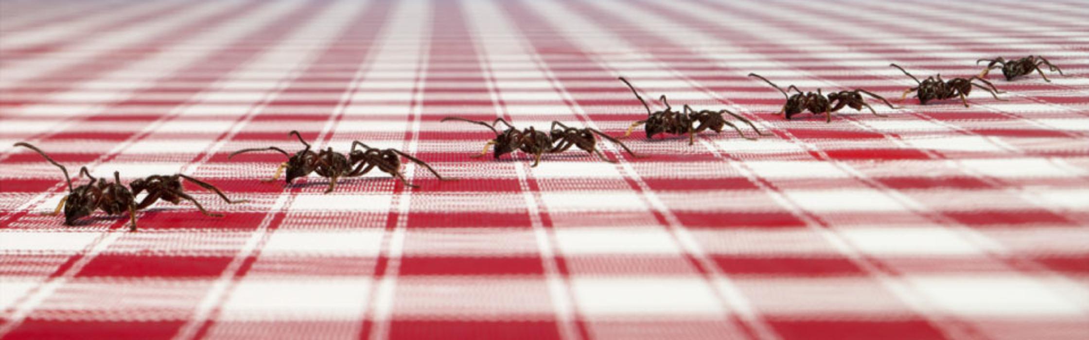 Robinson's Quality Pest Control