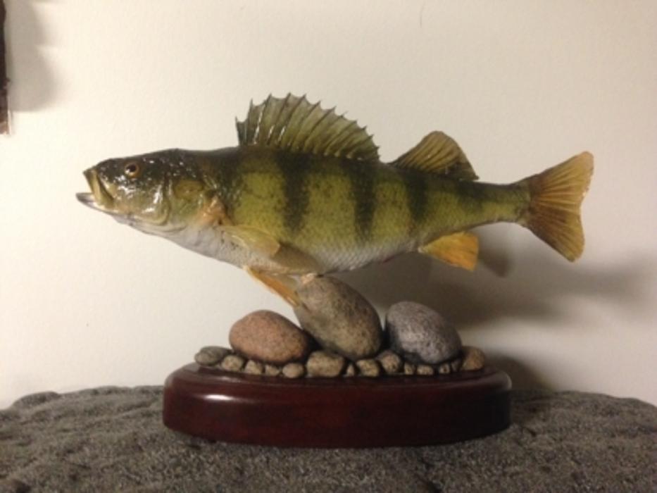 True to Life Taxidermy
