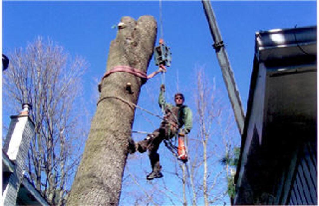 AAA Tree Service