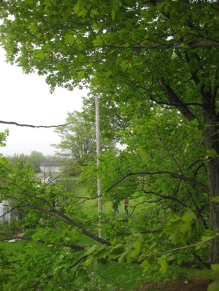 County Arborists Inc