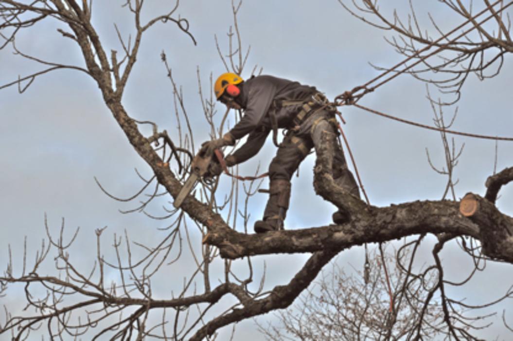 Arboriculture Nicolas Gosselin