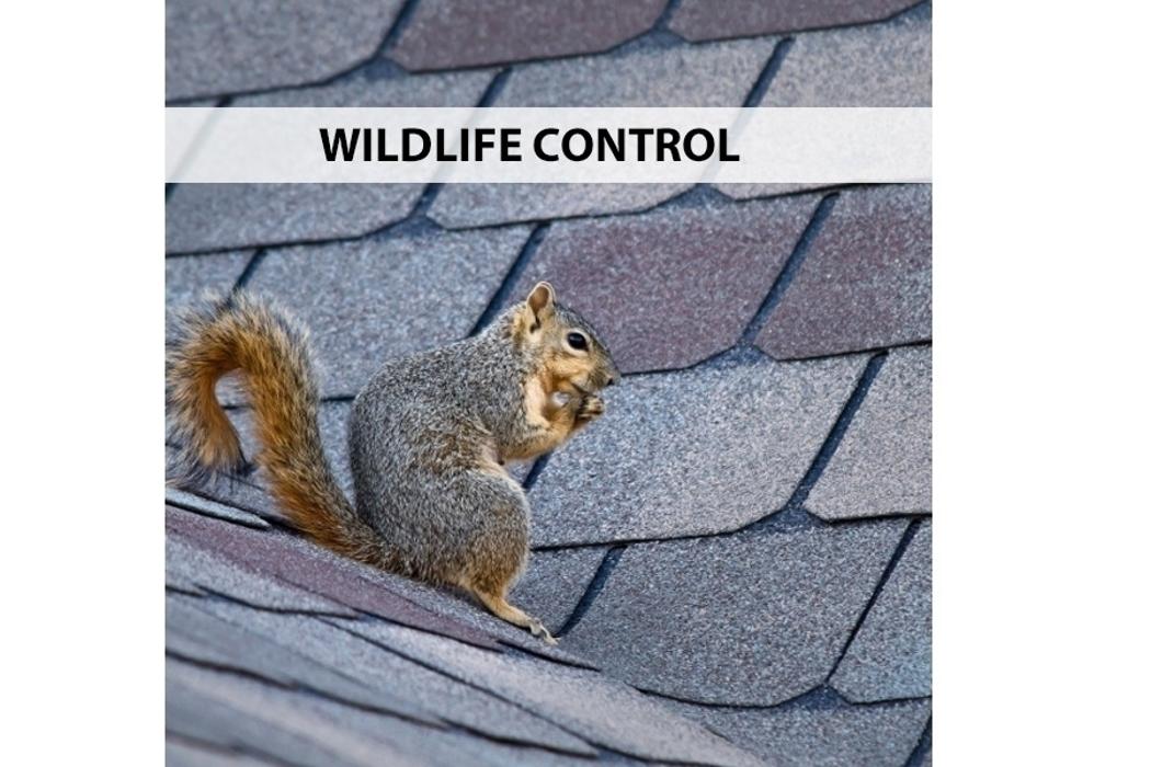 Pestend Pest Control Mississauga