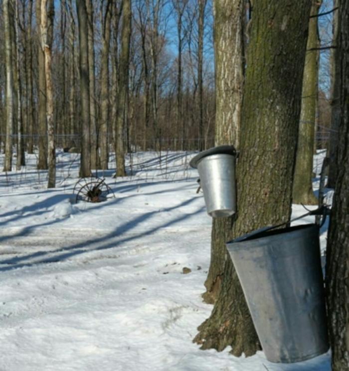 Cabane à Sucre Bertrand