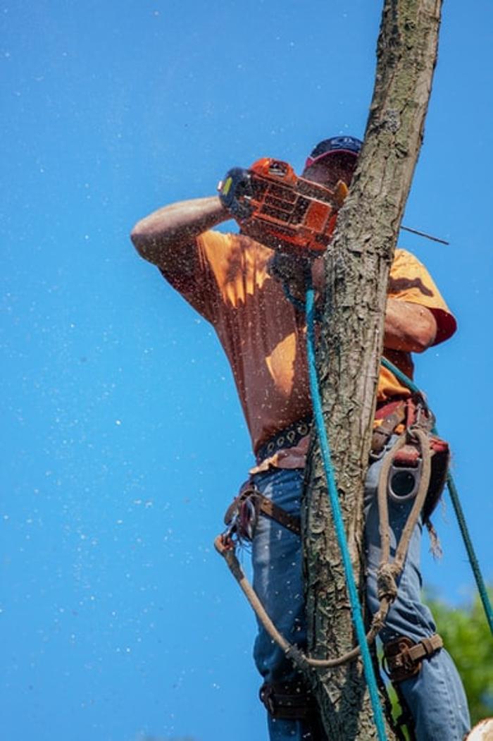 Royal Tree Service - Sunland, CA