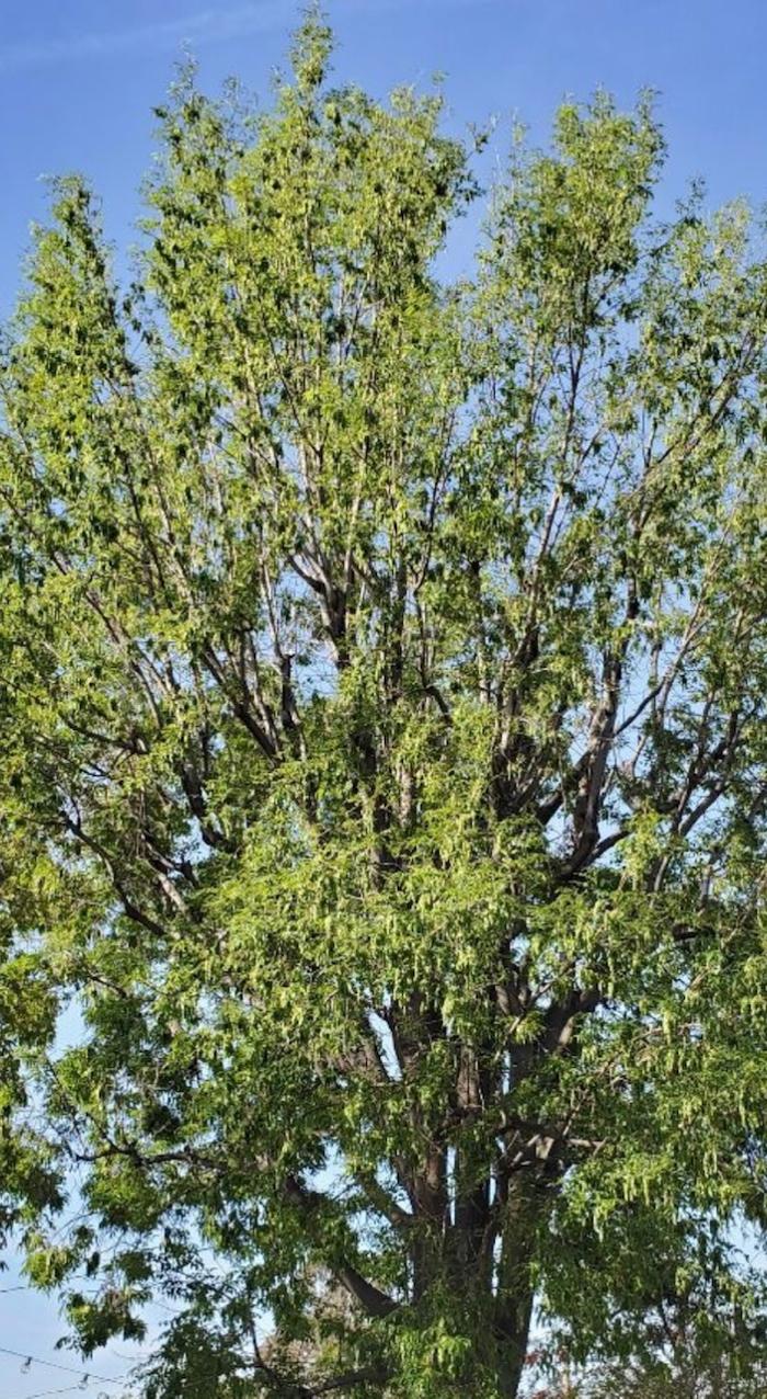 Royal Tree Service - Sunland, CA