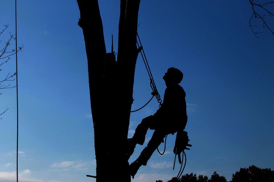 Royal Tree Service - Sunland, CA