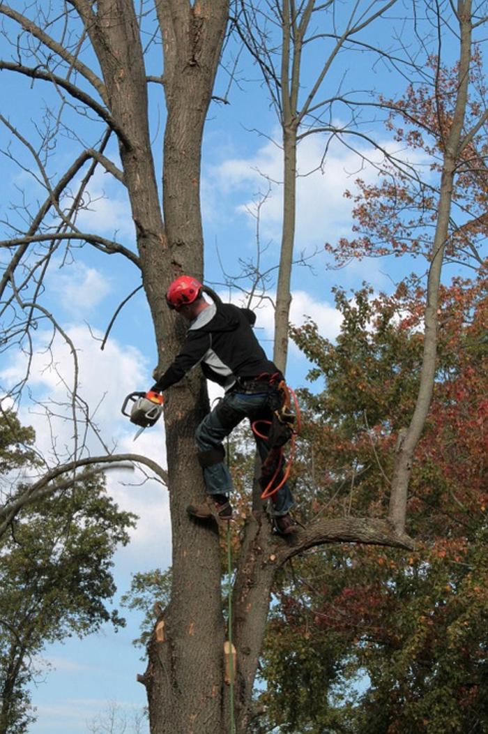 Royal Tree Service - Sunland, CA