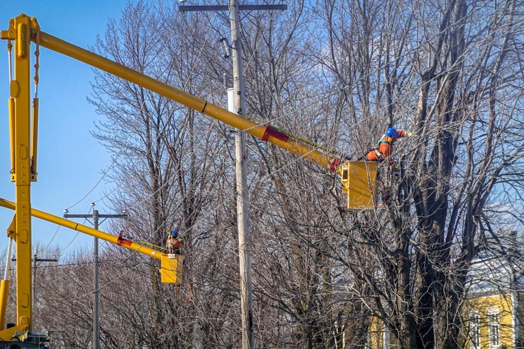 Royal Tree Service - Sunland, CA