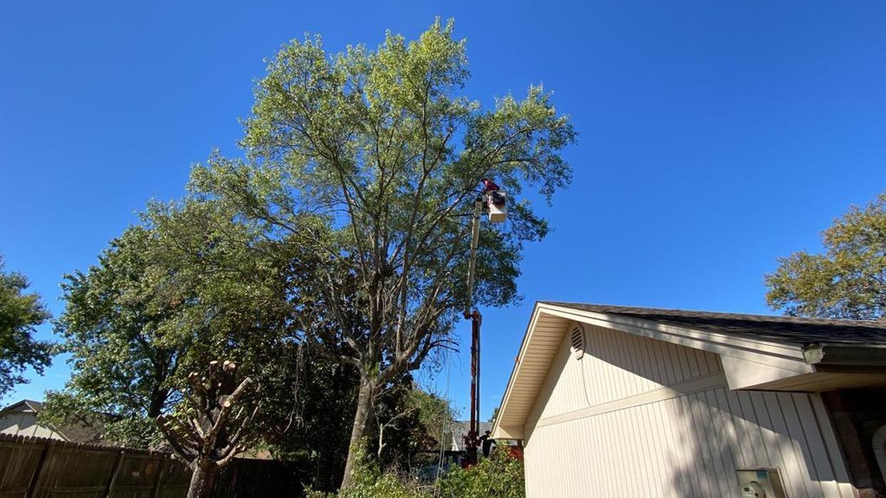 JC Tree & Stump LLC - Fort Smith, AR